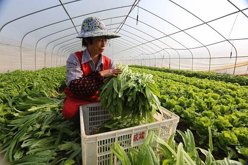 广西真金白银助力端牢“菜篮子”“果盘子”