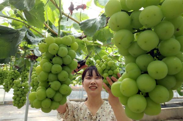 奉贤五四农场葡萄采摘季拉开帷幕